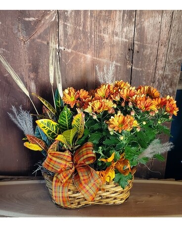 Autumn Basket Plant