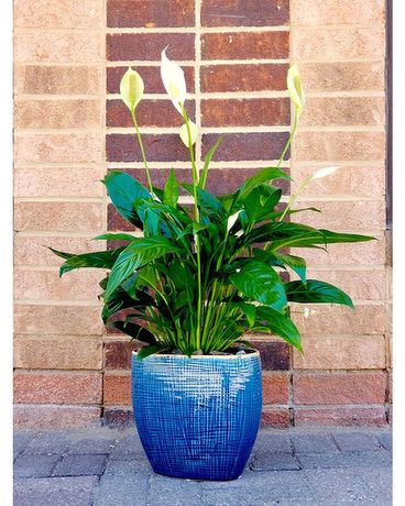 Spathiphyllum Plant in Ceramic Pot Plant