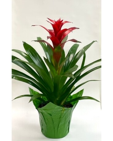 6” Bromelaids Plant