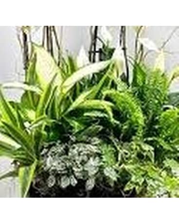 designer choice  planter Plant