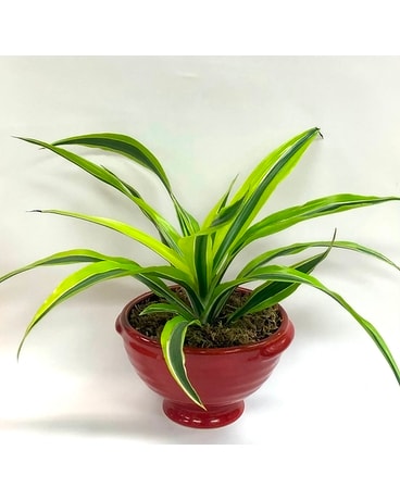 6” tropical plant Plant