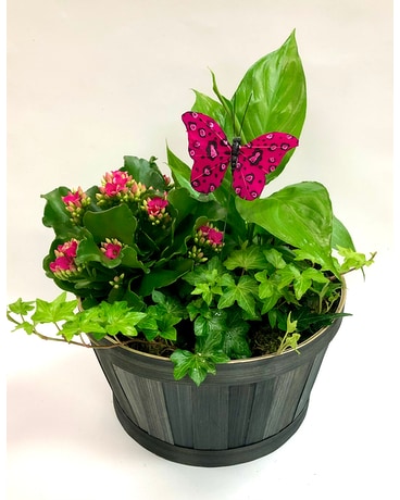 Basket Of Joy Plant