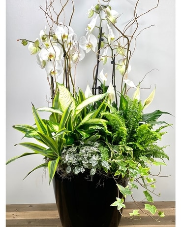 Graceful White & Green Mixed Planter Plant