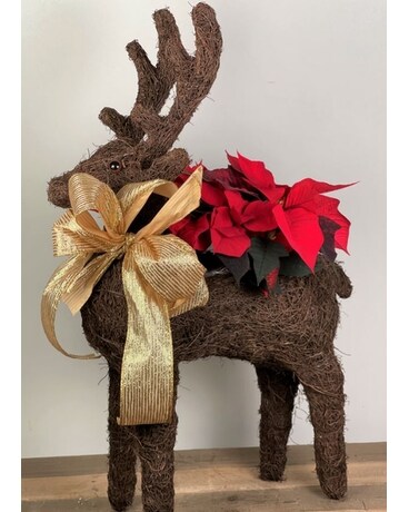 Christmas Deer Poinsettia Plant Plant