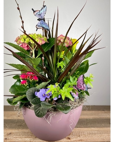 English Charm Flowering Planter Plant