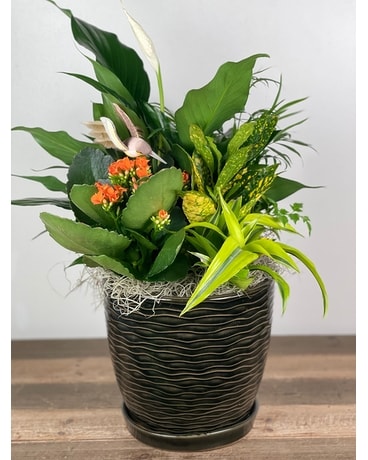 New Sensations Mixed Planter Plant