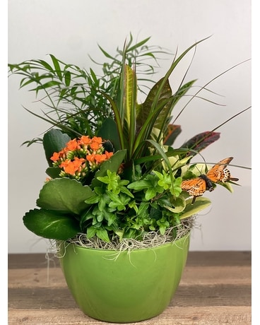 Tropical Time Indoor Planter Plant