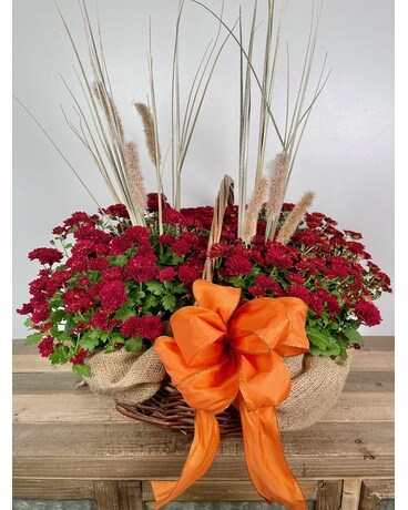 Basket of Mums - Outdoor Display Plant