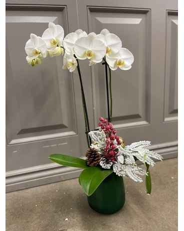 Frosty Orchids for Christmas Plant