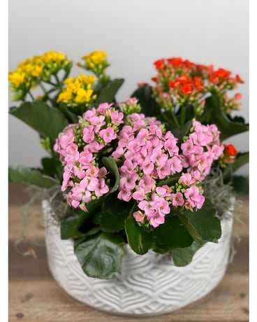 Kalanchoe Trio in Decorative Container Plant