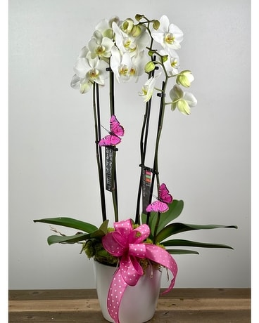 Butterfly Phalaenopsis Orchid - Double Plant