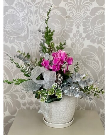 Dressed for the Holidays Cyclamen Plant Plant