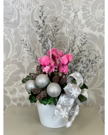 Holiday Glamour Cyclamen Plant Plant