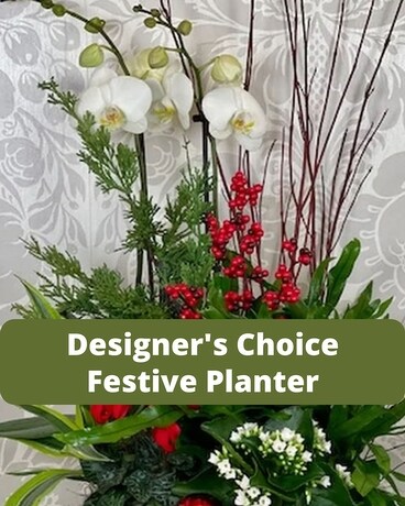 Designers Choice - Festive Planter Plant
