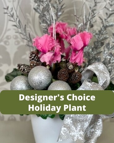 Designer's Choice - Holiday Plant Plant