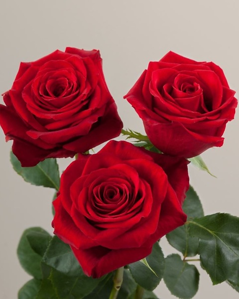 Bulk Red Roses in Bowmanville ON - Van Belle Floral Shoppes