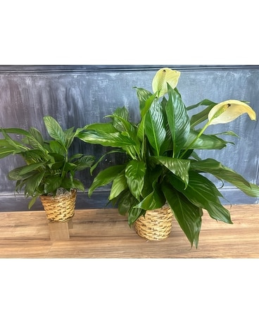 Peace Lily In Basket Custom product