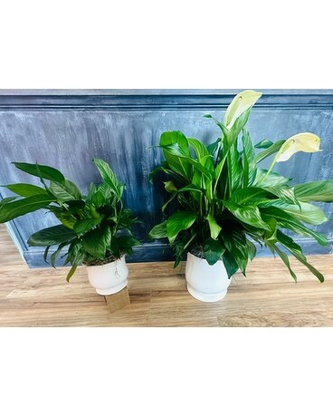Peace Lily in Ceramic Container Custom product