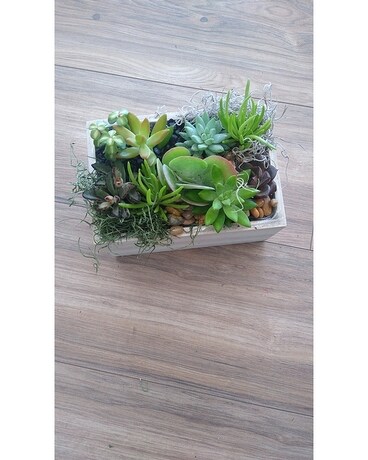 Succulent Garden 141 Flower Arrangement