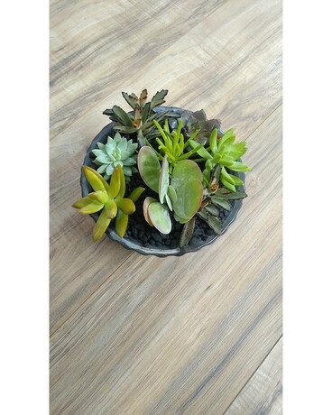 Succulent Garden 134 Flower Arrangement