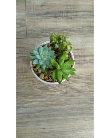 Succulent Garden 135 Flower Arrangement