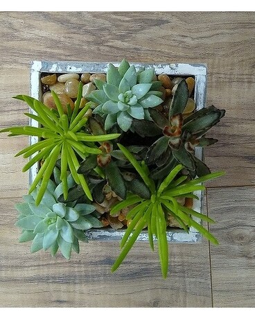 Succulent Garden 136 Flower Arrangement