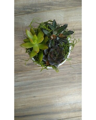 Succulent Garden 138 Flower Arrangement