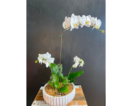 Elegant Orchids Flower Arrangement