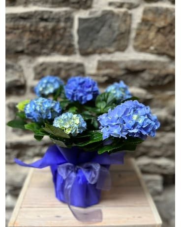 Blue Hydrangea Flower Arrangement