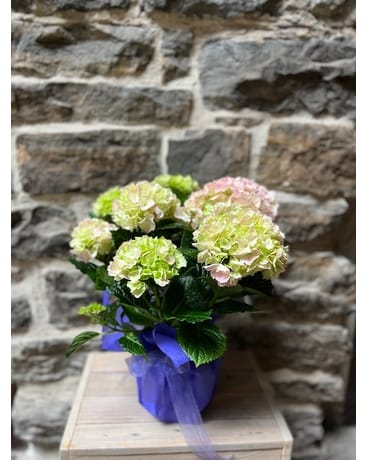 Pink Hydrangea Flower Arrangement