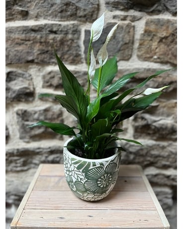 Potted Peace Lily Flower Arrangement