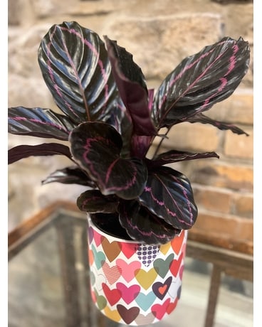 Potted Calathea Flower Arrangement