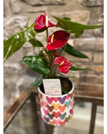 Anthurium Plant Flower Arrangement