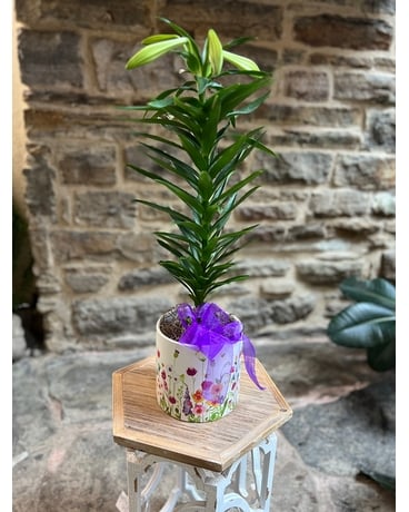 Potted Easter Lily Flower Arrangement