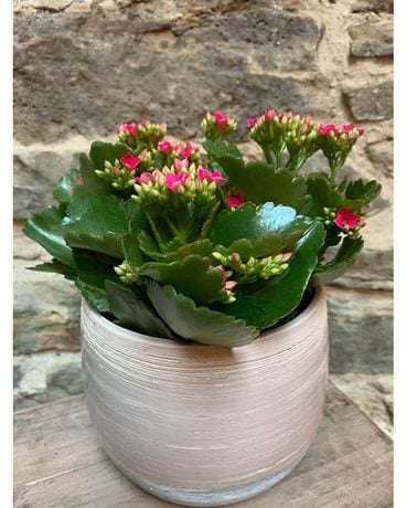 Kalanchoe in 6 Plant