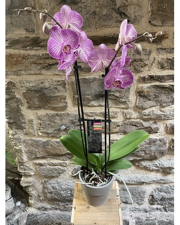 Kelly Orchids Flower Arrangement