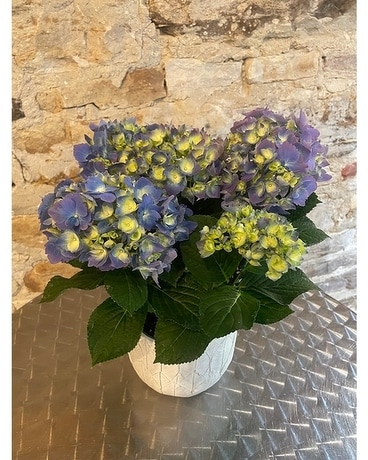 Blue Hydrangea- potted Flower Arrangement
