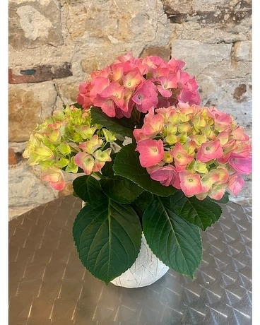 Pink hydrangea- potted Plant