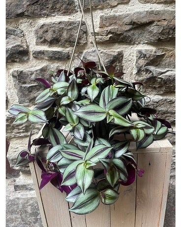 Wandering Jew Plant