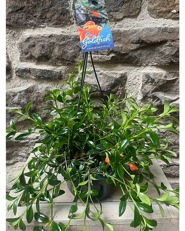 Gold Fish Plant Plant