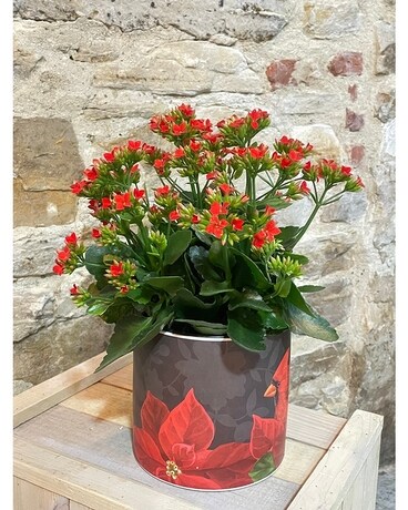 Potted Kalanchoe Flower Arrangement