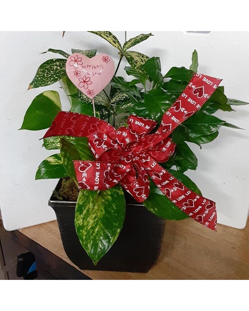 black forest plant Black Forest Cake Coral Bells | Red | Plant main image 0