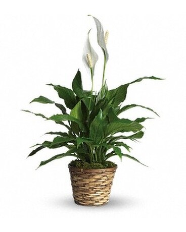 Simply Elegant Spathiphyllum Flower Arrangement