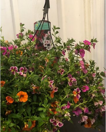 Blooming Hanging basket Flower Arrangement