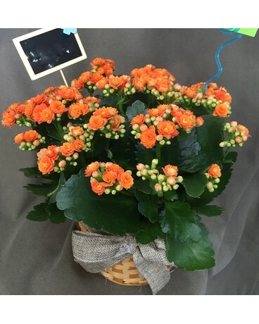 Calandiva  Plant Flower Arrangement