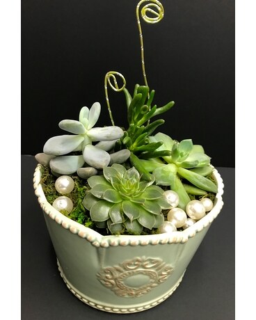 Succulent Planter Plant