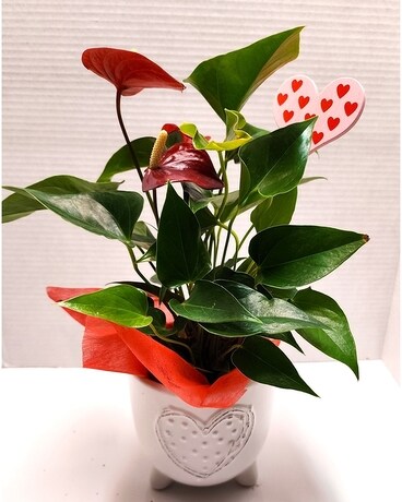 Heart of Heart Anthurium Coeur a coeur Flower Arrangement