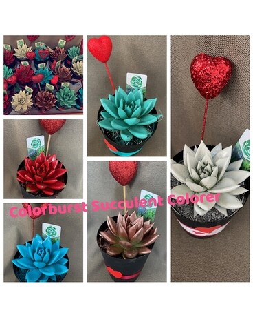 Colorburst Succulent Flower Arrangement