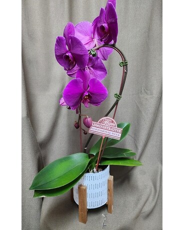 Phalaneopsis Waterfall Flower Arrangement