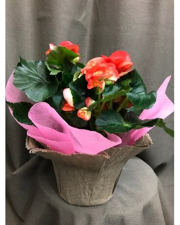 Begonia
